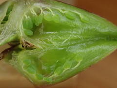 Damasonium polyspermum