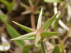 Damasonium polyspermum