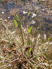Damasonium polyspermum
