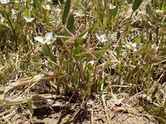 Damasonium polyspermum