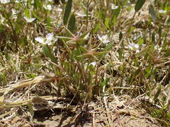 Damasonium polyspermum