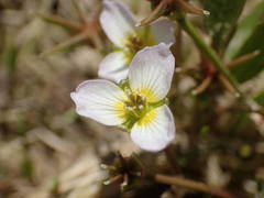 Damasonium polyspermum