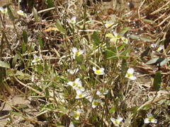 Damasonium polyspermum