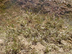 Damasonium polyspermum