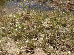Damasonium polyspermum