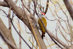 Chloropicus spodocephalus