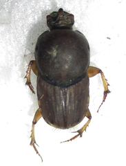 Euoniticellus intermedius