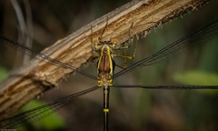 Episynlestes albicaudus