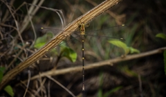 Episynlestes albicaudus