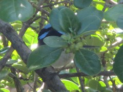 Malurus cyaneus cyanochlamys