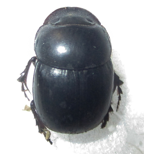 Metacatharsius opacus
