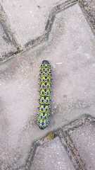 Gonimbrasia zambesina