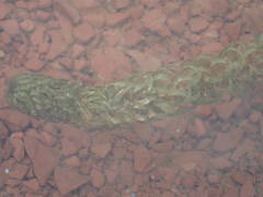 Lagarosiphon major