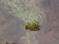 Lagarosiphon major
