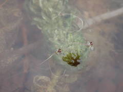 Lagarosiphon major