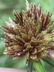 Cyperus reflexus