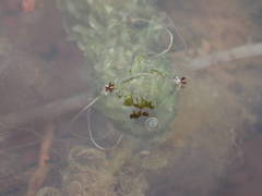 Lagarosiphon major