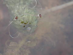 Lagarosiphon major