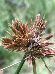 Cyperus reflexus