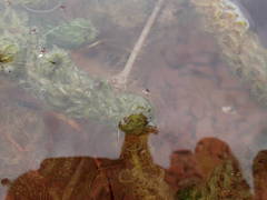 Lagarosiphon major