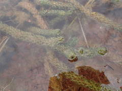 Lagarosiphon major