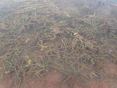 Lagarosiphon major