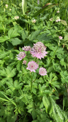 Astrantia major