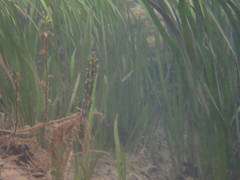 Vallisneria spiralis