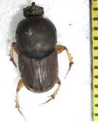 Euoniticellus intermedius