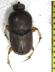 Euoniticellus intermedius