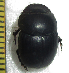 Metacatharsius opacus