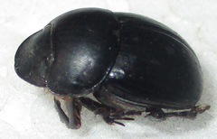Metacatharsius opacus