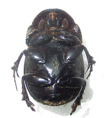 Metacatharsius opacus