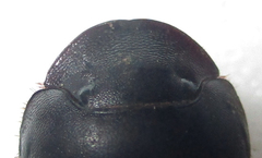 Metacatharsius opacus