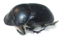 Metacatharsius opacus