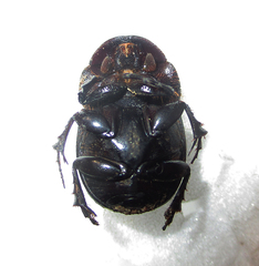 Metacatharsius opacus