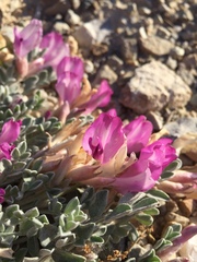 Astragalus utahensis
