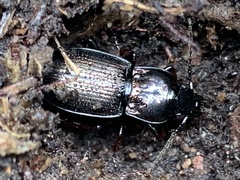 Pterostichus burmeisteri