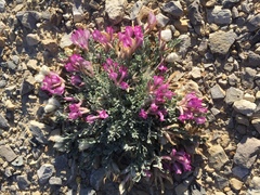 Astragalus utahensis
