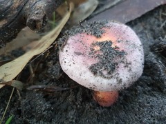 Russula persanguinea