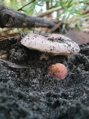 Russula persanguinea