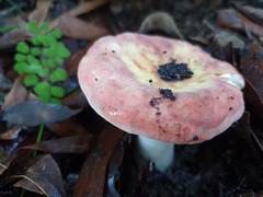 Russula persanguinea