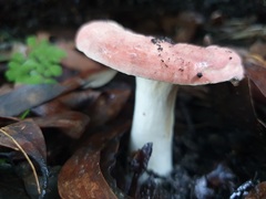 Russula persanguinea