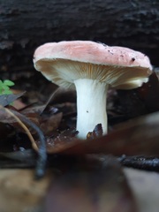 Russula persanguinea