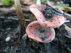 Russula persanguinea