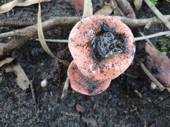 Russula persanguinea