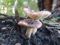 Russula persanguinea