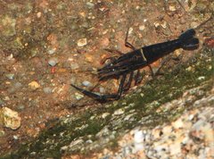 Macrobrachium laevis