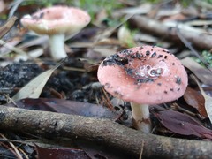Russula persanguinea