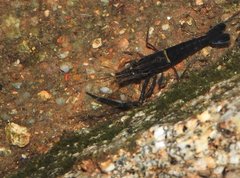 Macrobrachium laevis